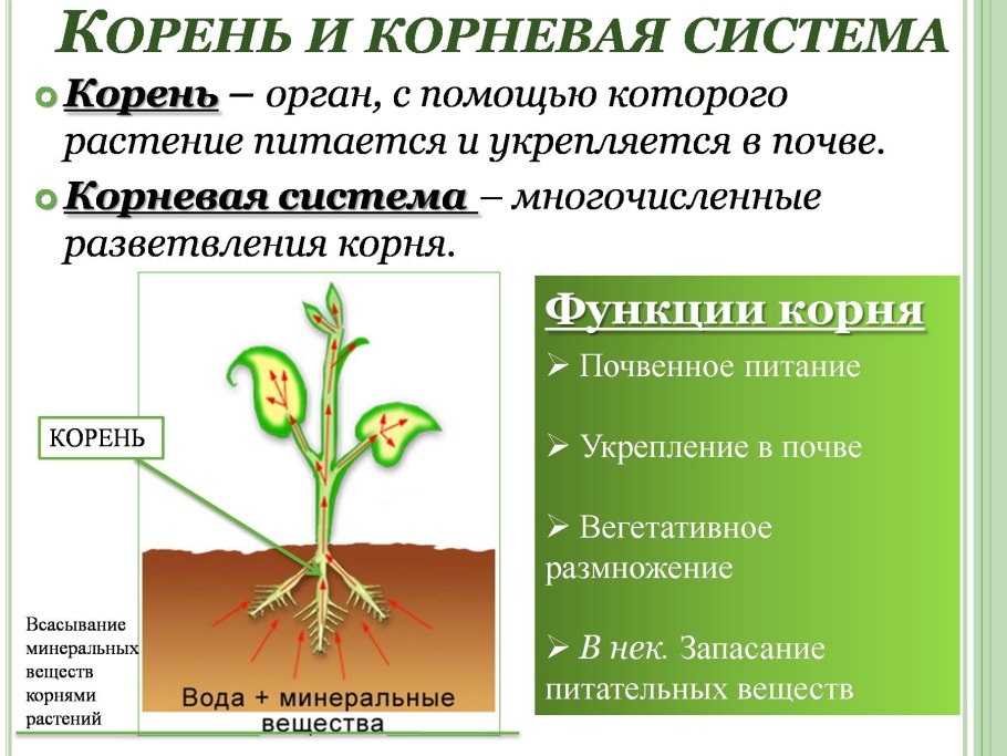 Вегетативные корни растений