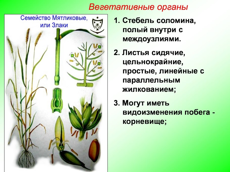 Размножение земляники усами относят к способу