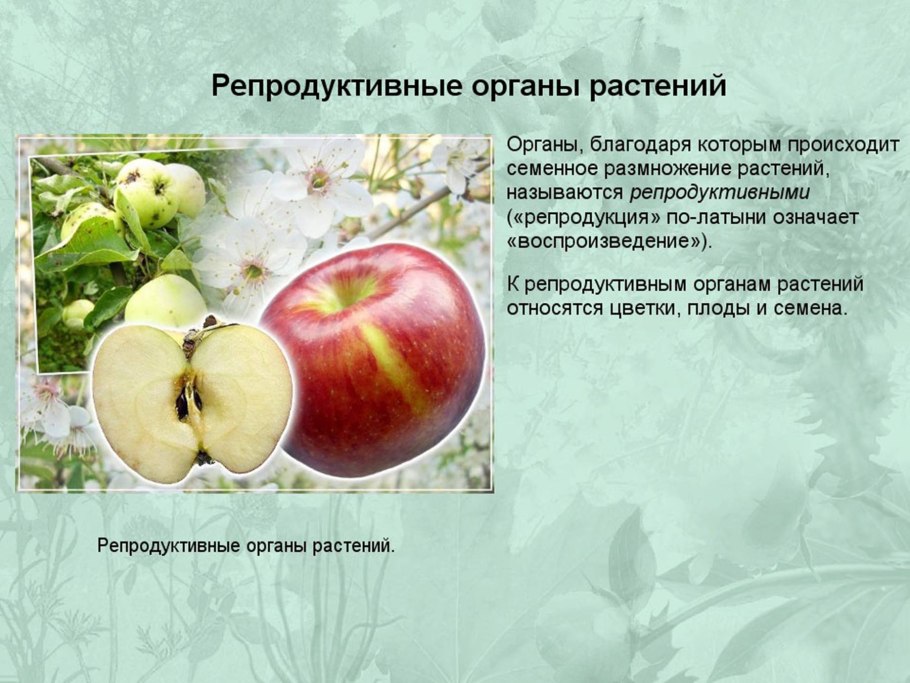 Органы растения схема