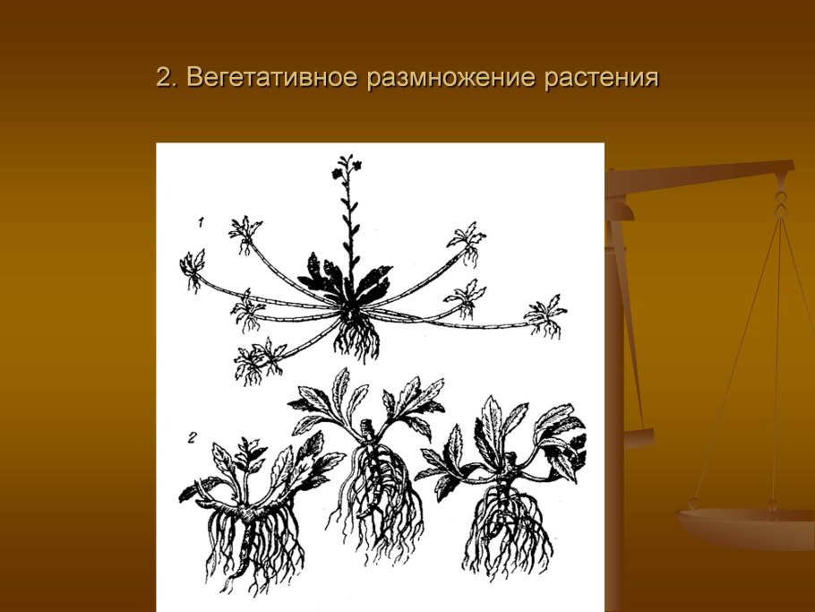 Строение вегетативной почки растения