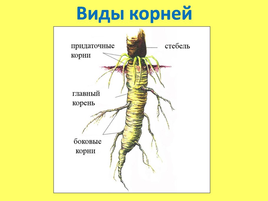 Боковой корень