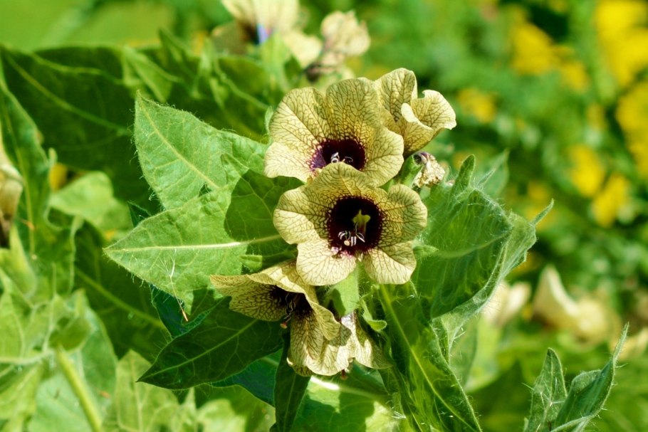 Белена черная (Hyoscyamus Niger)