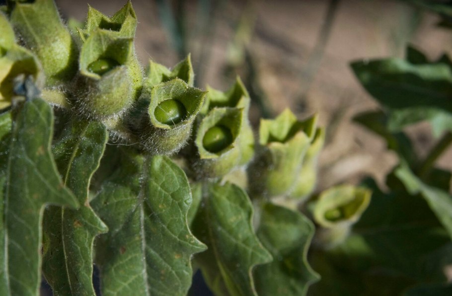 Белена плод