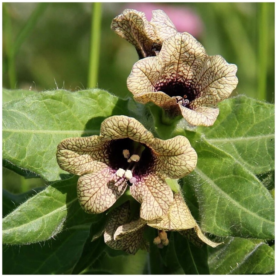 Белена черная (Hyoscyamus Niger)