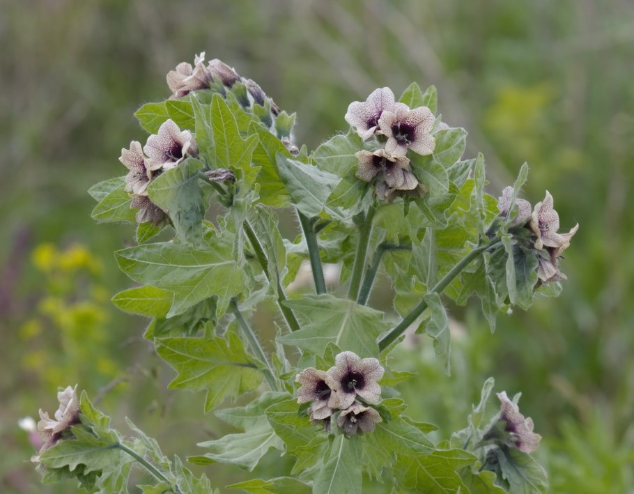 Белена (Hyoscyamus Niger)