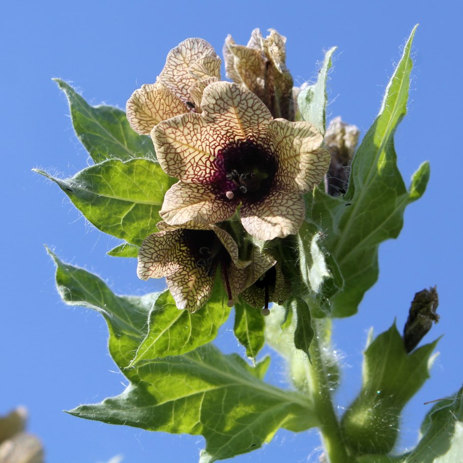 Красавка белена дурман