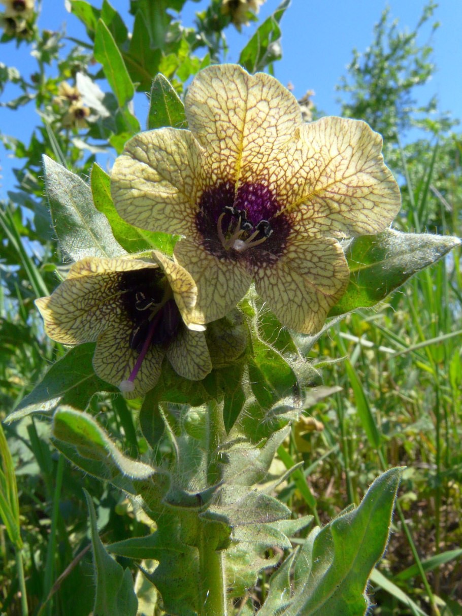 Семена дурмана