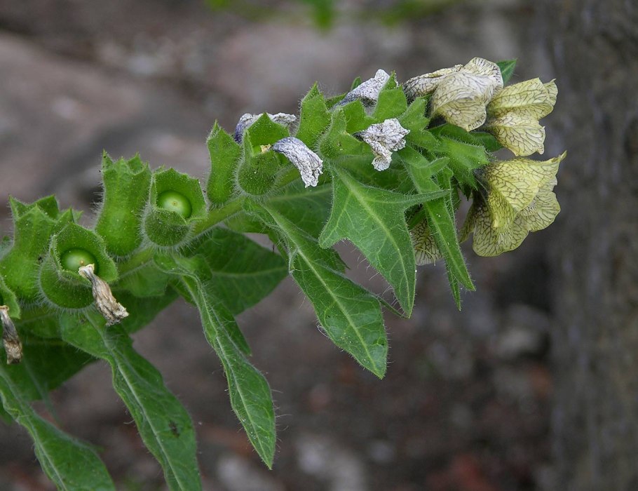 Белена растение