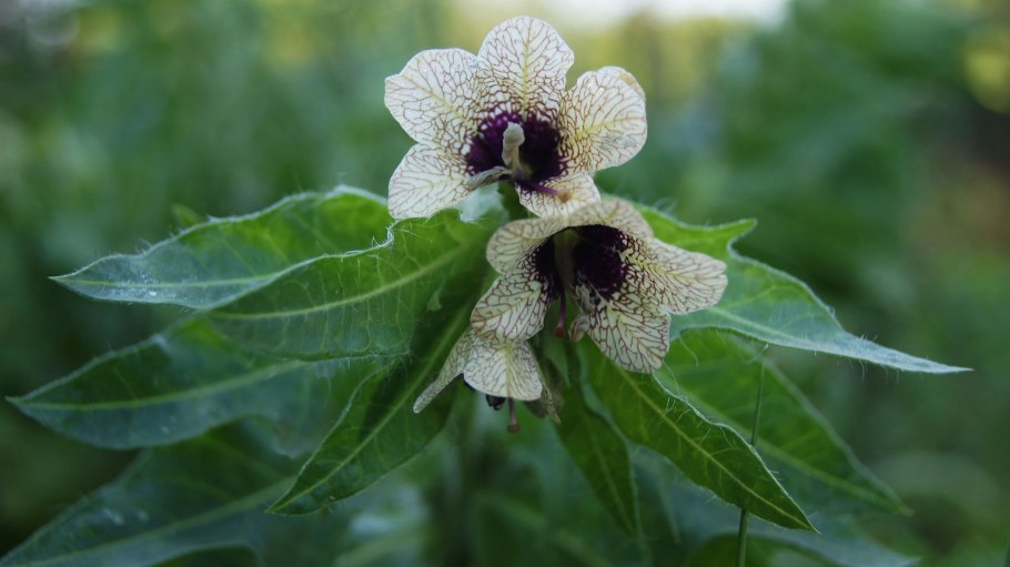 Белена черная