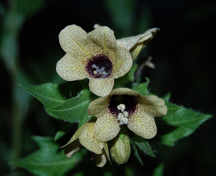 Белена черная соцветие