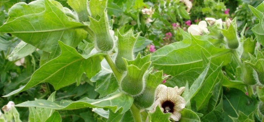 Белена черная