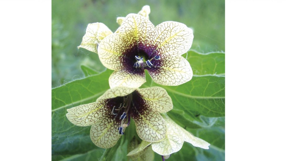 Цветок белена