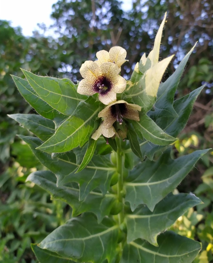 Белена (Hyoscyamus)