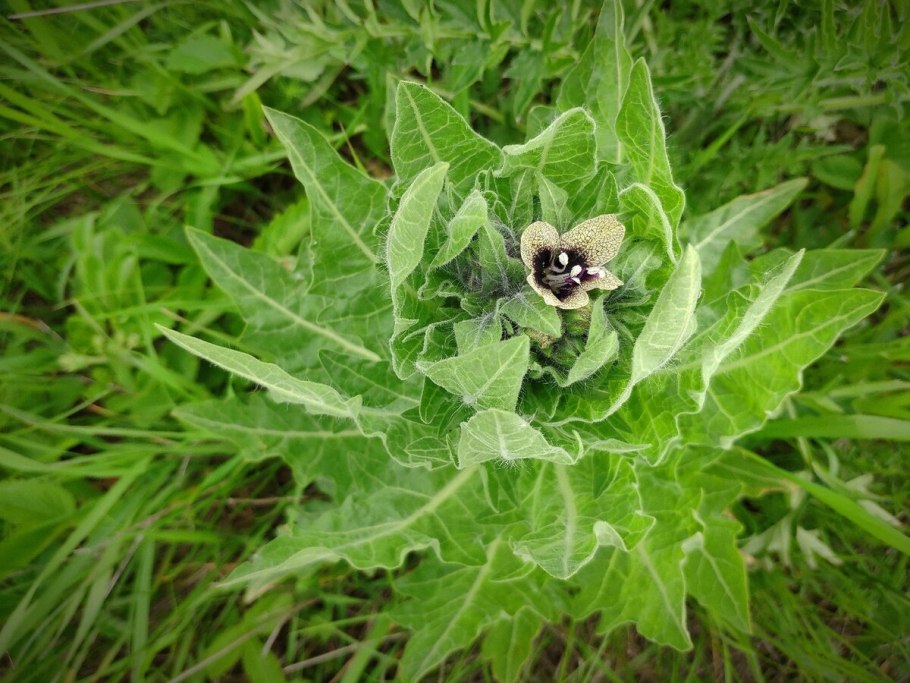 Трава белена