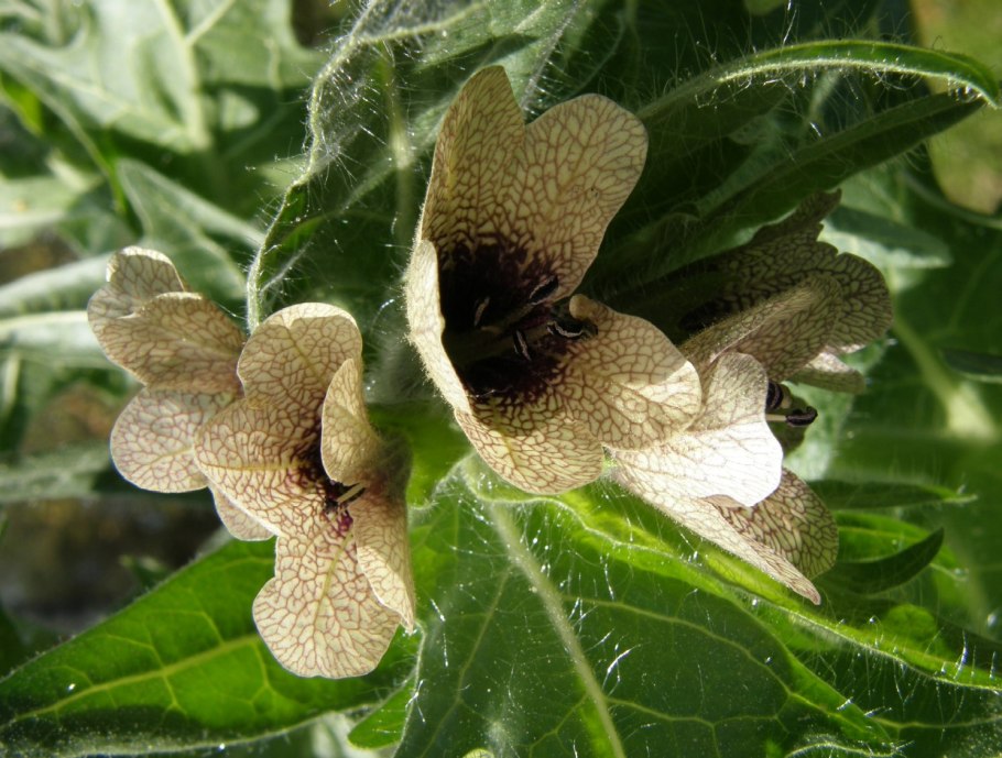 Белена Туркменская