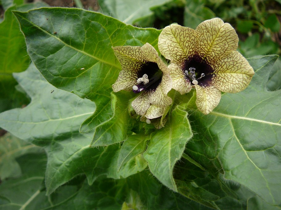 Hyoscyamus. Гиосциамус (белена).