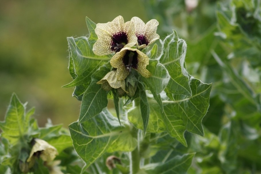 Белена (Hyoscyamus)