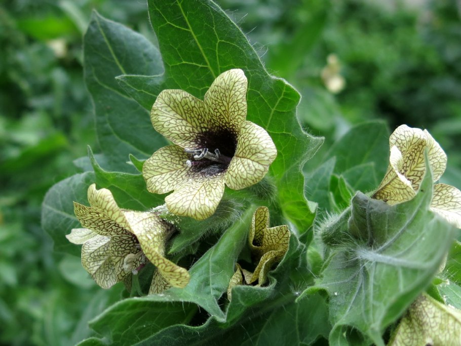 Белена черная (Hyoscýamus Níger)
