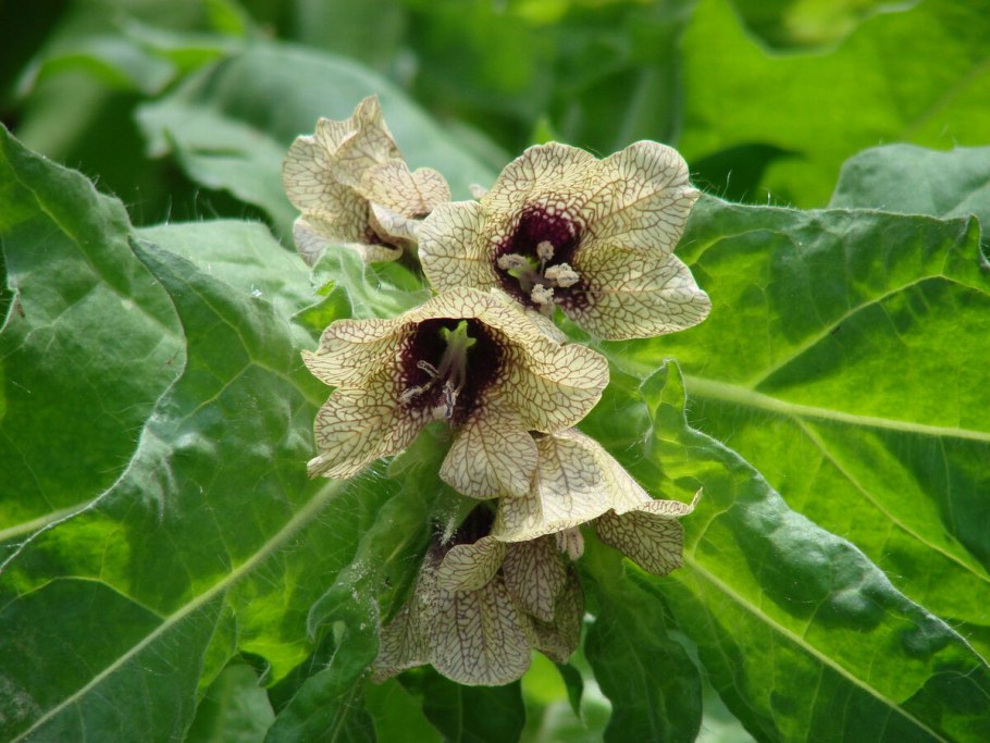 Hyoscyamus. Гиосциамус (белена).