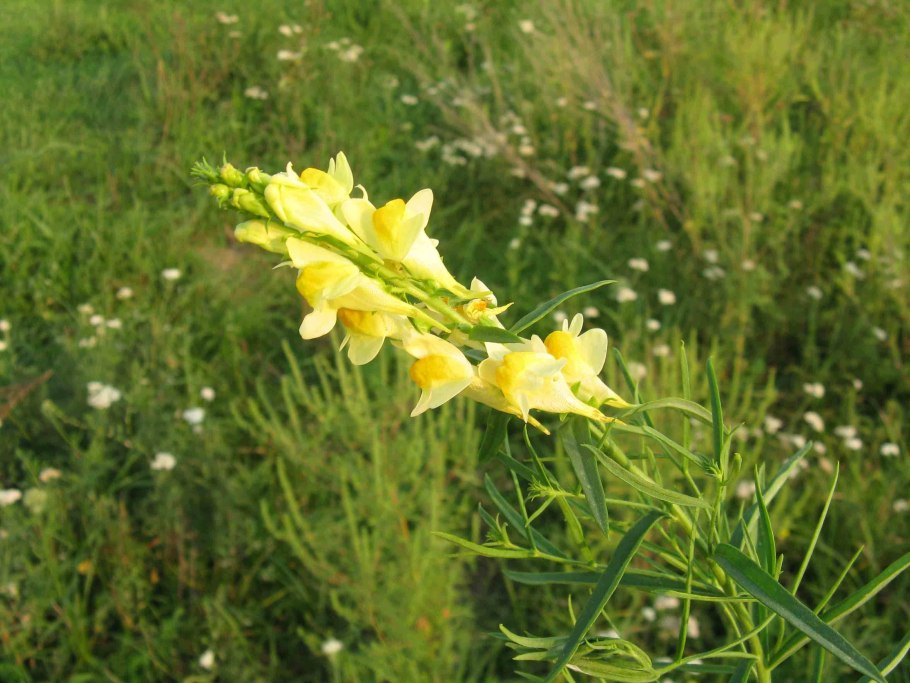 Льнянка обыкновенная (Linaria vulgaris Mill.).