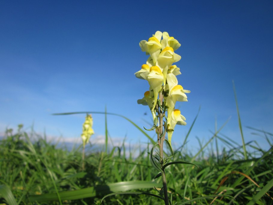 Льнянка обыкновенная Linaria vulgaris