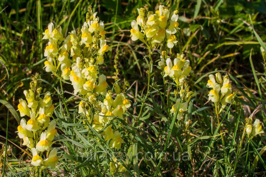 Льнянка обыкновенная Linaria vulgaris
