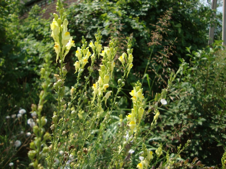 Льнянка обыкновенная Linaria vulgaris цветок