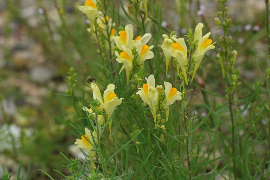 Льнянка обыкновенная Linaria vulgaris цветок