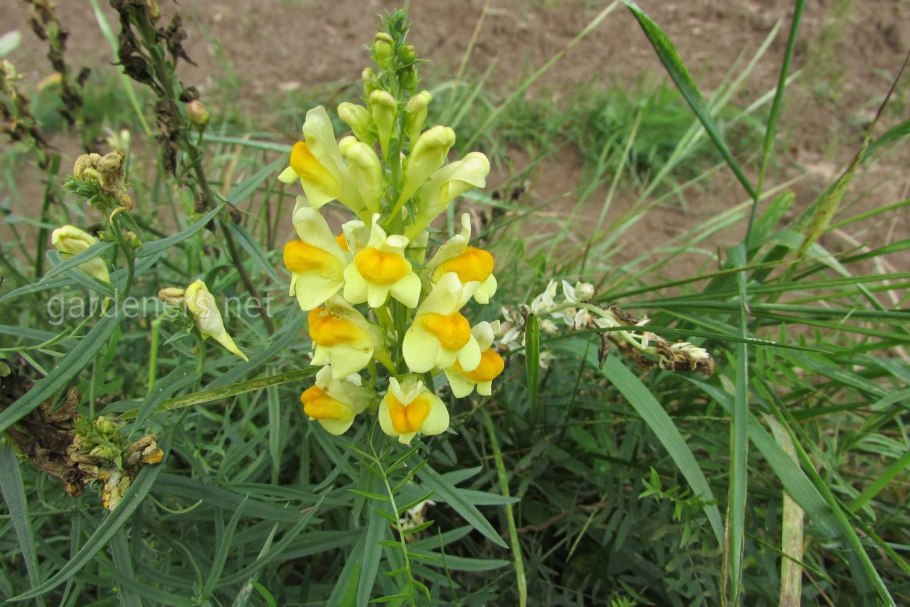 103. Льнянка обыкновенная (Linaria vulgaris)