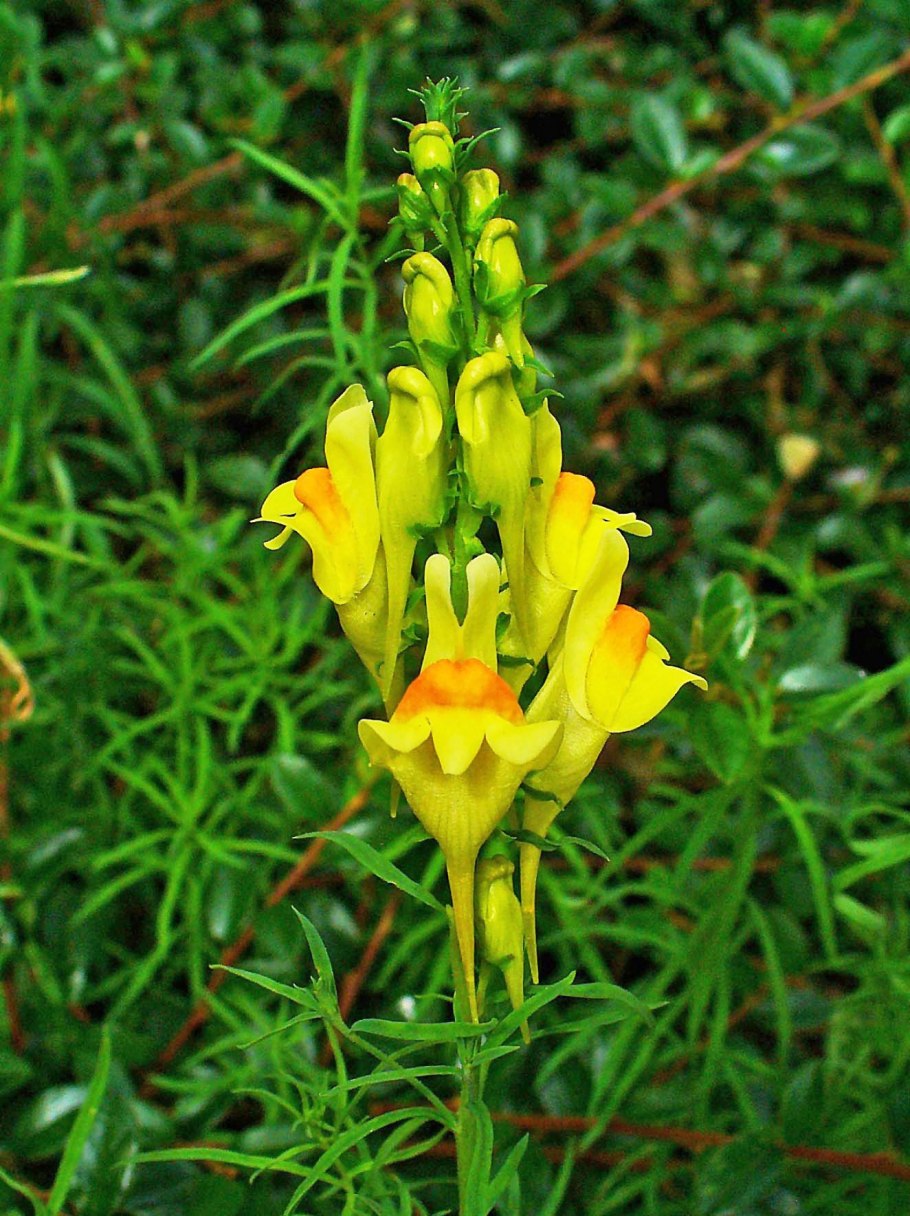 Норичниковые (Scrophulariaceae)