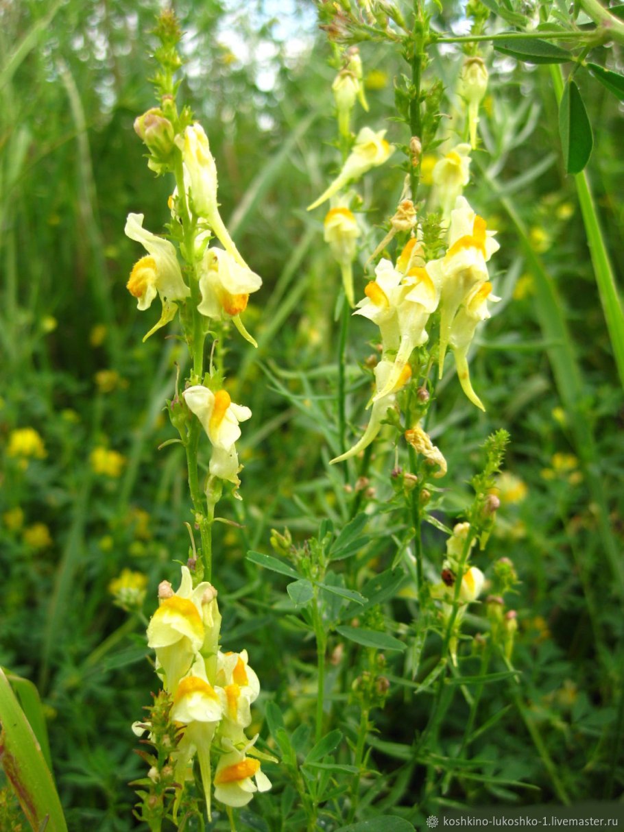 Льнянка обыкновенная (Linaria vulgaris Mill.).