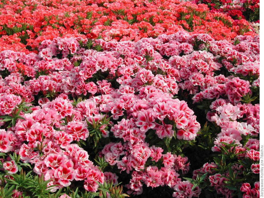 Кларкия изящная годеция