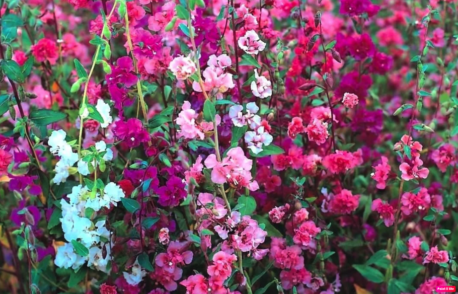 Кларкия махровая Сакура