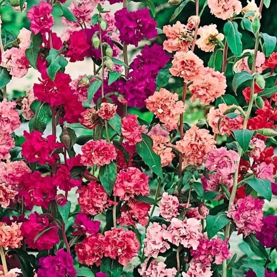 Годеция Сибил Шервуд