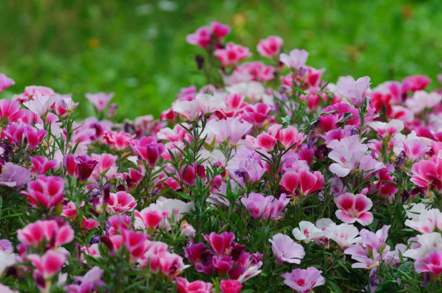 Годеция клумбовая