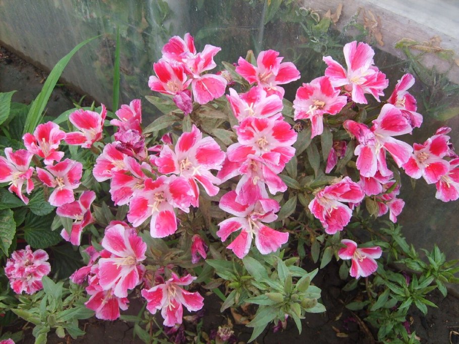 Кларкия годеция