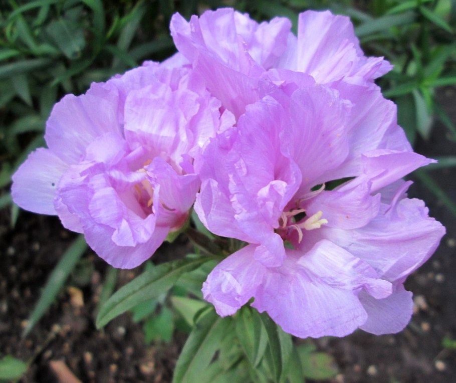 Кларкия Арианна смесь