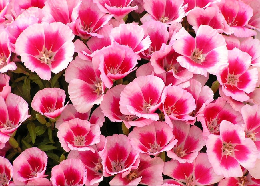 Кларкия куст