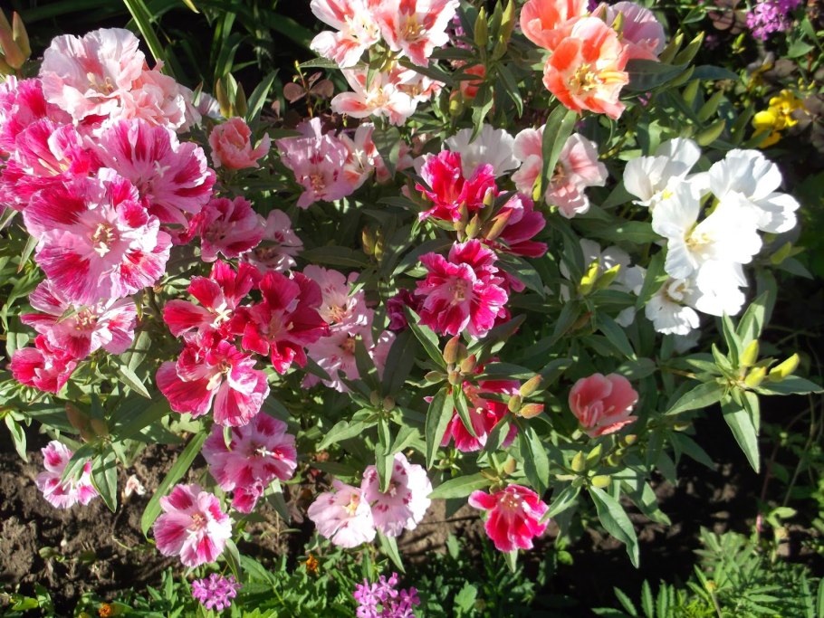 Годеция сибил шервуд