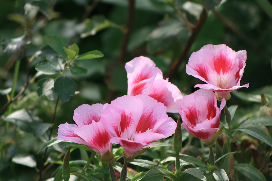 Цветы кларкия