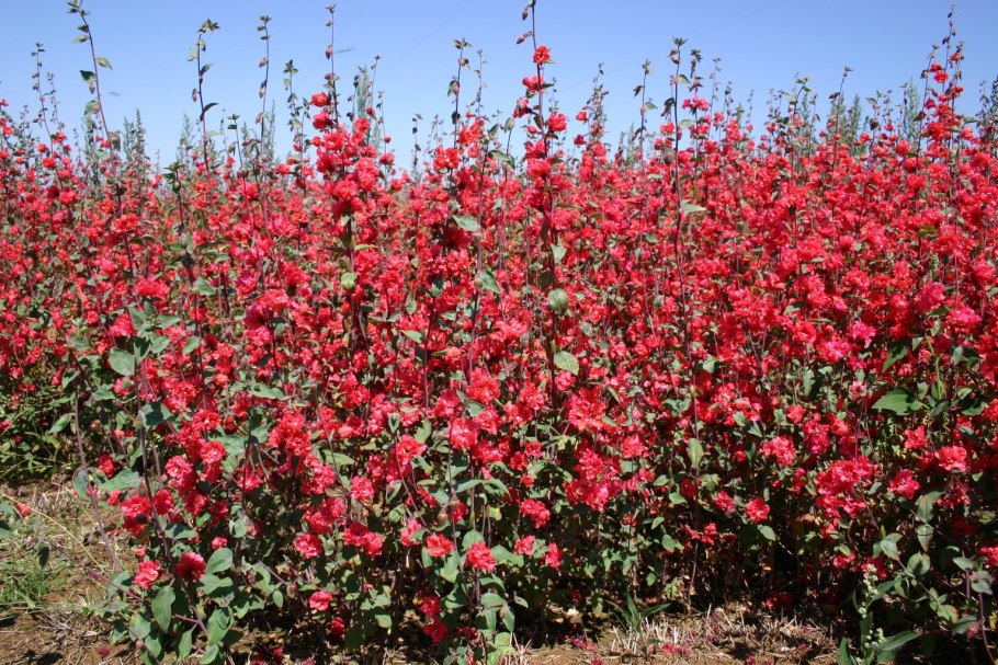 Цветы кларкия изящная