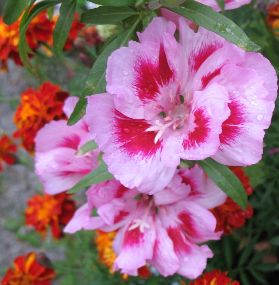 Кларкия Арианна