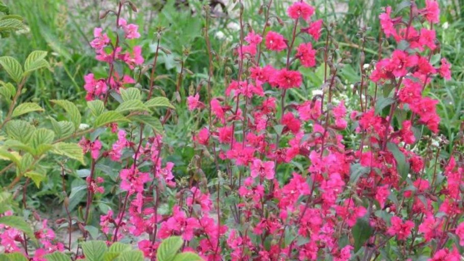 Кларкия махровая Сакура