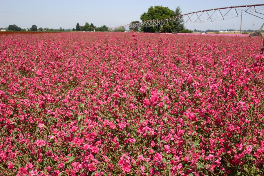 Кларкия изящная