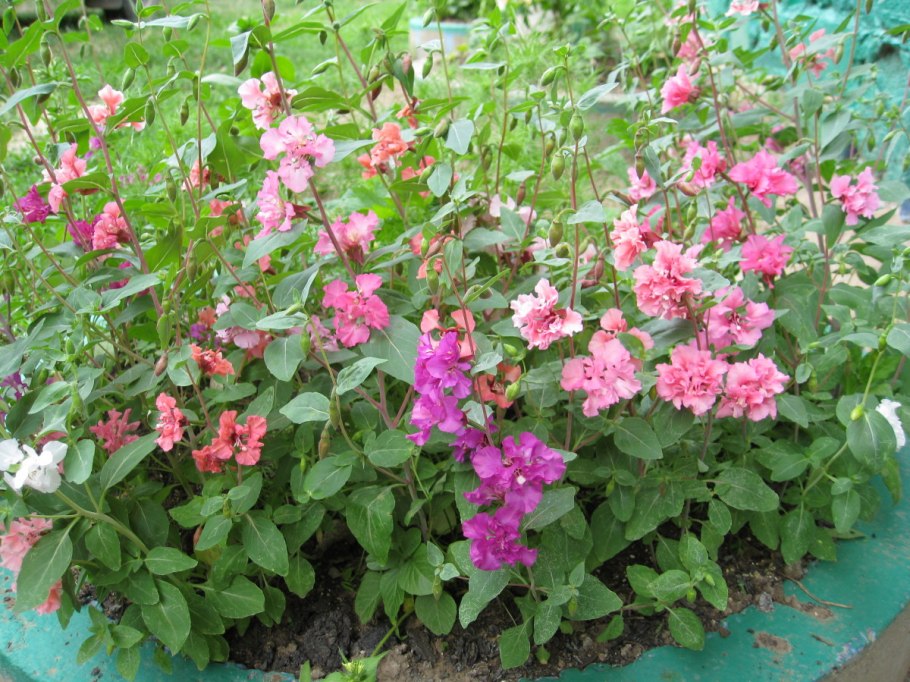 Цветы кларкия фантазия