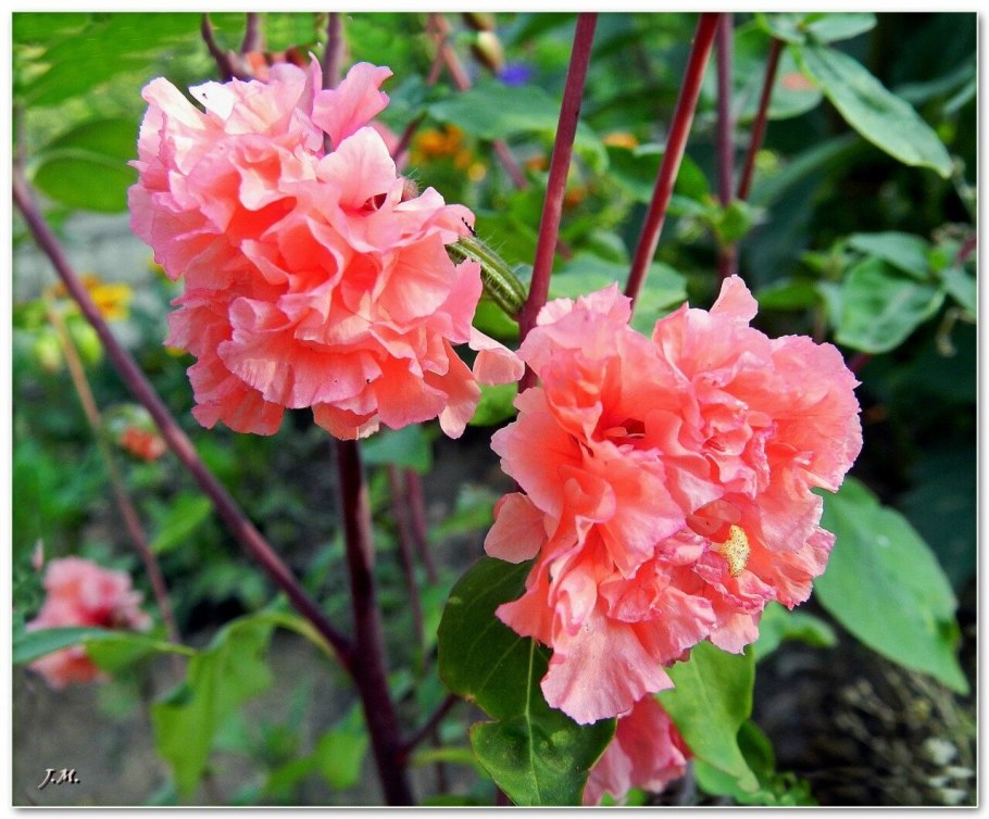 Кларкия солнышко