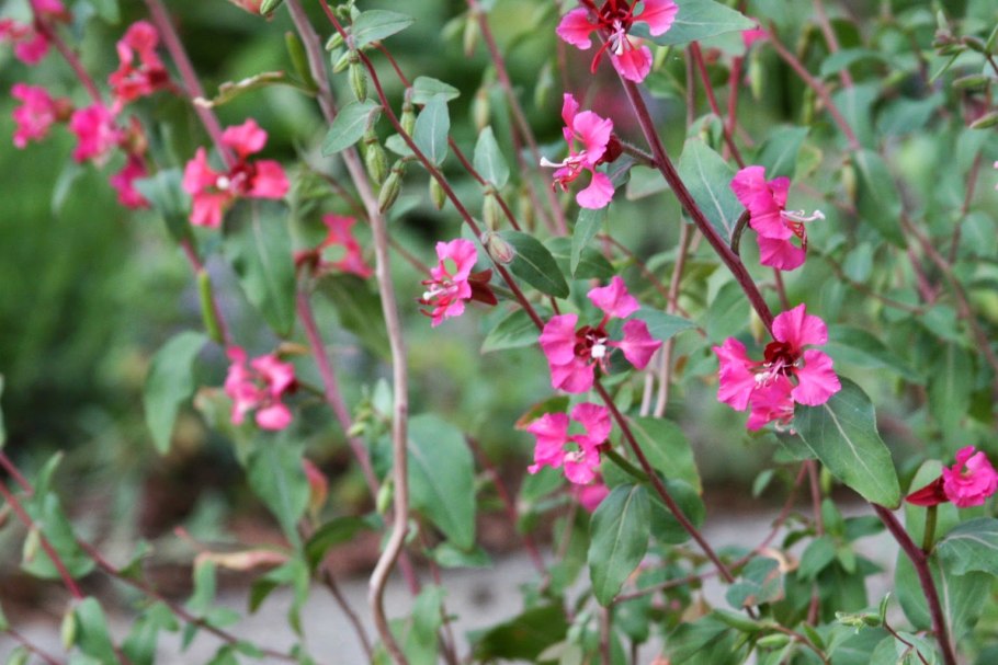 Кларкия изящная