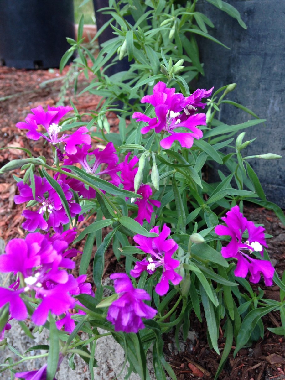 Кларкия ноготковая