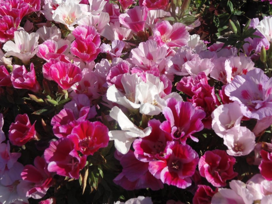 Годеция рембрандт