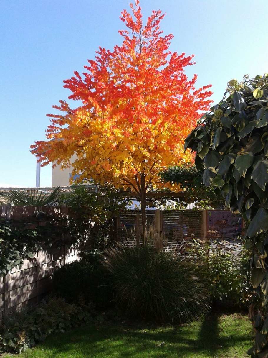 Багряник японский японский Cercidiphyllum japonicum